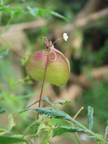 Balloon vine (Cardiospermum halicacabum)