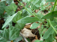 Chenopodium