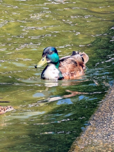 Domestic Mallard