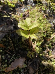 Angelica archangelica