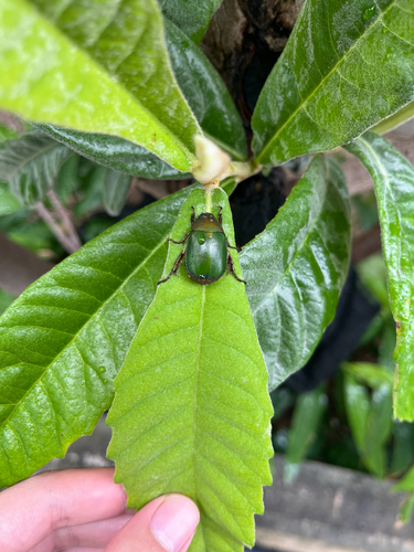 Green Chafer