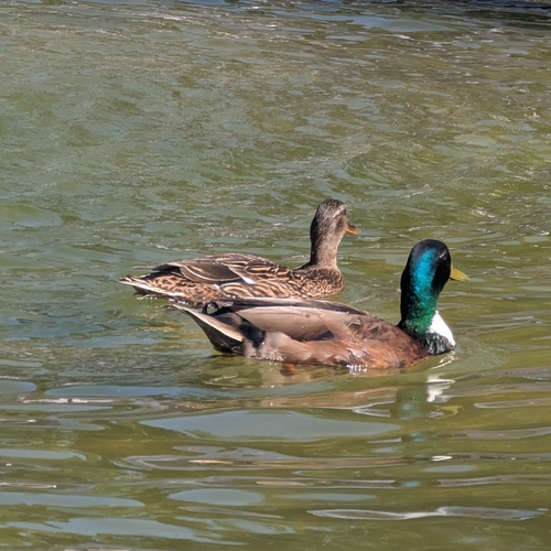Mallard