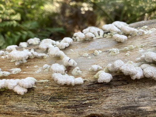 Split-Gill Fungus (Hawaii)