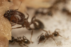 Pheidole capensis