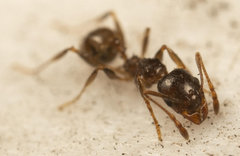 Pheidole capensis