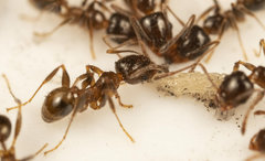 Pheidole capensis