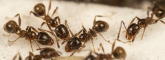 Pheidole capensis