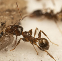 Pheidole capensis