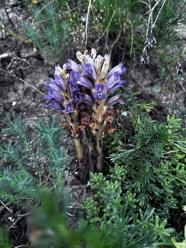 sand broomrape