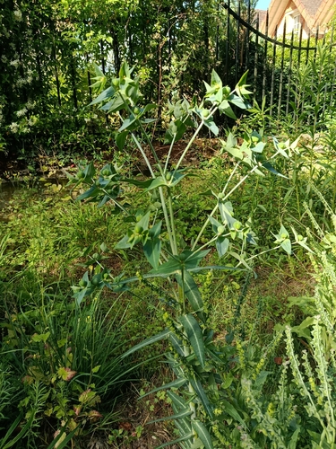 caper spurge