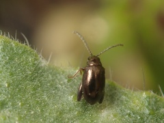 Longitarsus echii