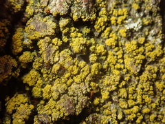 Candelariella xanthostigma