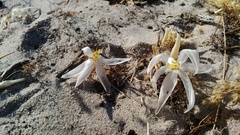 Gethyllis verticillata