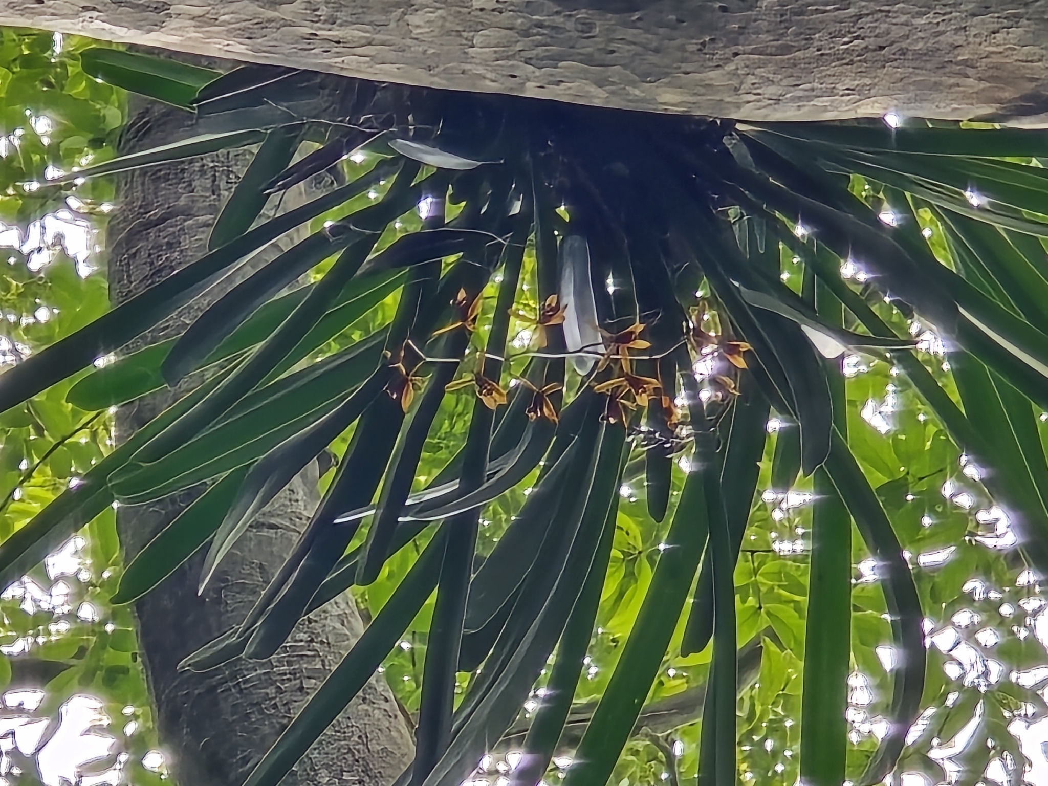 Cymbidium finlaysonianum (Cymbidium finlaysonianum)