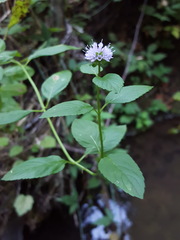 Mentha × piperita