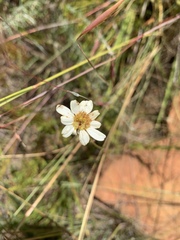 Adenanthellum osmitoides