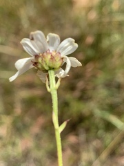 Adenanthellum osmitoides