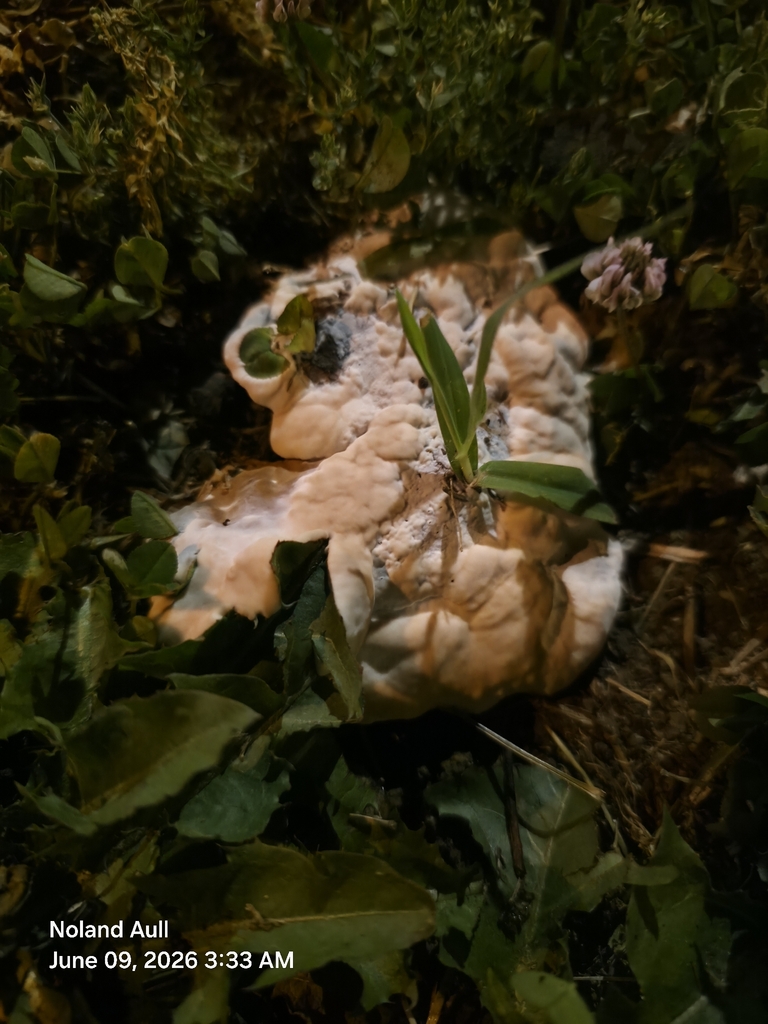 Ganoderma sessile · June 2026 · photo: Photo: (c) Noland Aull, some rights reserved (CC BY) · iNaturalist