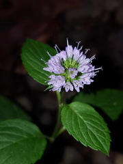 Mentha × piperita