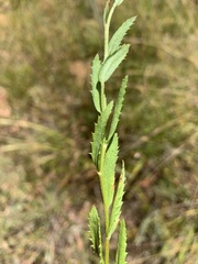 Adenanthellum osmitoides