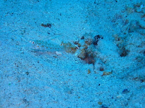 Ctenogobiops tangaroai observed 2026-03-10