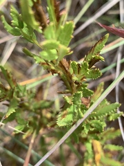 Adenanthellum osmitoides