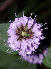 Mentha × piperita