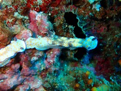 Hypselodoris pulchella