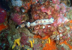 Hypselodoris pulchella
