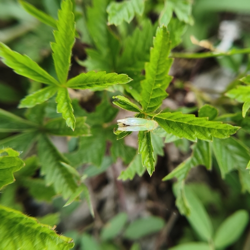 Green Leafhopper