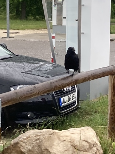 Carrion Crow