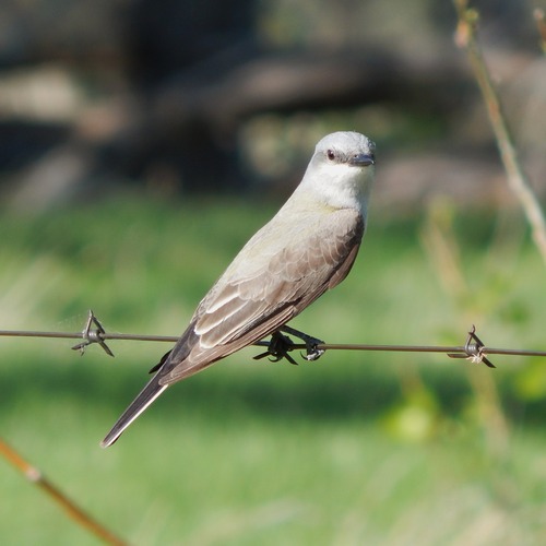 Western Kingbird