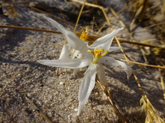 Gethyllis verticillata