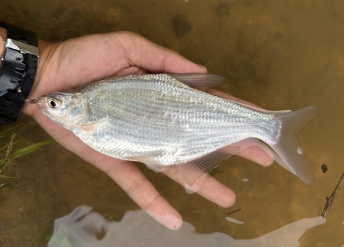 Freshwater bream (Parabramis pekinensis) — Cyprinidae
