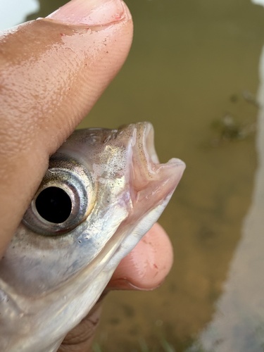 Freshwater bream (Parabramis pekinensis) — Cyprinidae — 5