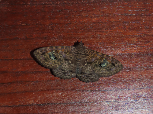Sericia observed 2026-06-07