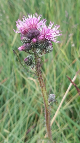 Marsh Thistle