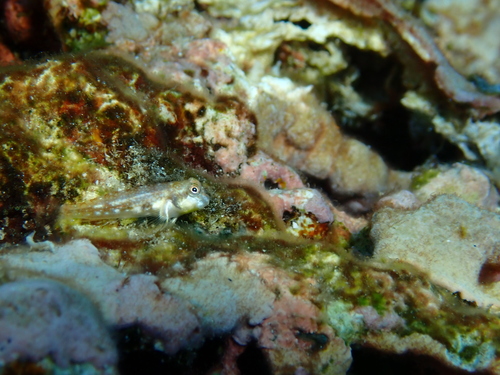 Seychellen-slijmvis (Stanulus seychellensis) — Blenniidae
