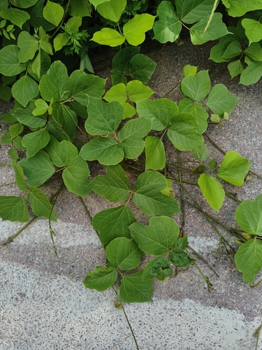 kudzu