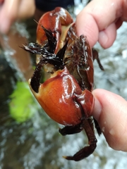 Pseudograpsus setosus