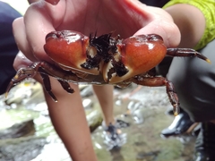 Pseudograpsus setosus