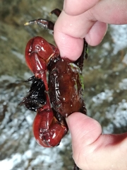 Pseudograpsus setosus