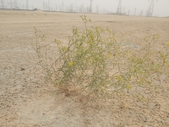 Haplophyllum tuberculatum