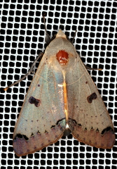 Ophiusa parcemacula