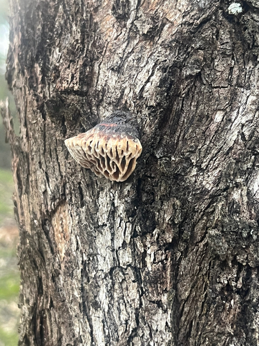Hexagonia vesparia
