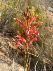 Tritoniopsis antholyza