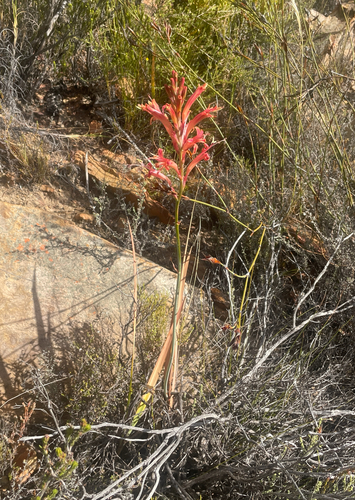 Tritoniopsis antholyza, photograph 2