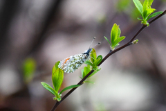 Anthocharis julia flora