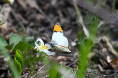 Anthocharis julia flora