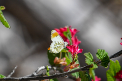 Anthocharis julia flora